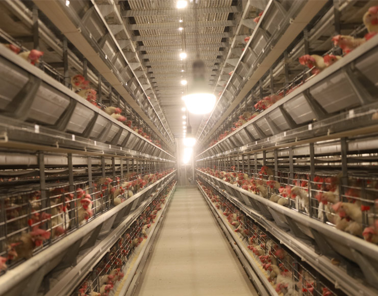 肉雞籠養(yǎng)設(shè)備